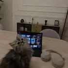 قطط كتين للأهل التميز