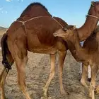 خلفه ساحليه فارعه جرم ولون وحليب تعبي ام 80