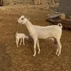 عنز والد