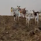 معزا مراح واحد