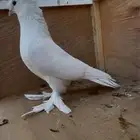 للبيع ذكر حمام تركي دبل كرست