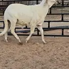 طلي ساكني ابيض