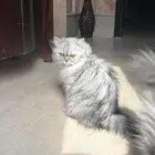 قط للبيع شيرازي مون فيس