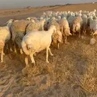 نعرض لكم غنم حري دفيع مفصيل اسنانها من ثنيه لي تامه شبب