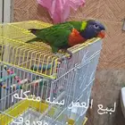 طير لوري