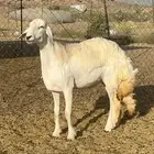 سلام عليكم نعرض لكم غنم رخال حري دفيع ومضاريع مراح واحد