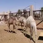 للبيع حشو