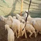 بهم تربيه طيب