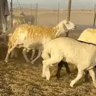 غنم حرش
