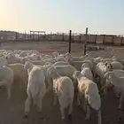 طليان حريه الغولاء