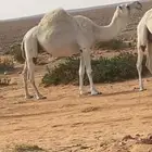 ضريبه للبيع نقبل بالبدل