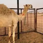 قعود باتلي كفو