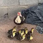 بط مسكوفى للبيع الزوج 100 ريال