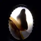 خاتم عقيق المرأة و صورة أخرى