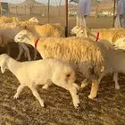 رخال حرش صنف الصنف