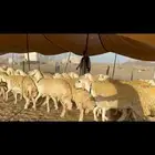 غنم رخال حرية حرش مقنوي وبره ملكيه 33 تحتها 2