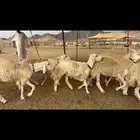 غنم رخال مراح واحد فرصه للماسسين وملحقين 40