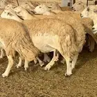 غنم حرية حرش متابيع منوة القناي 23 تحتها 10