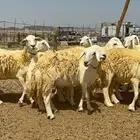 غنم حريات شي فاخر