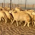 غنم حريات دفيع منوة القناي 57