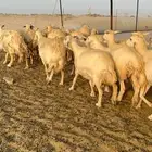 غنم حرش كفو طيب