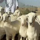 غنم حري خلفات عددها 23 تحتها 23 صنف جروم مراح واحد