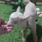 ماعز قزم مواليد إنتاج شامل ملحقاته