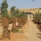 نخيل عربي ونخيل واشنطني   توريد وغرس بأعلى جودة ي عد النخيل