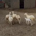 ضان رفيديات