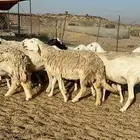 نعرض لكم غنم حري دفيع اسنانها من ثنيه لي تامه شبب