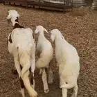 سواكنية متوم