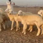 سلام عليكم نعرض لكم غنم حري رخال دفيع اسنانها جدعه ثنيه