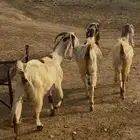 معزا مهجنات