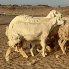 سلام عليكم نعرض لكم غنم حري رخال عددها 39 تحتها 13