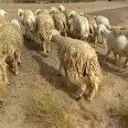 غنم جنب