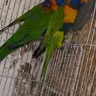 زوج لوري منتج تم البيع