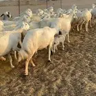 غنم حريات دفيع مفاصيل