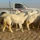 غنم حري رخال اسنانها جدعه ثنيه ورباع مراح واحد فيها وحده ولد