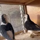 حمام شيرازي