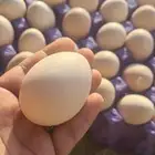 بيض دجاج براهما مخصب