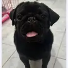 this is stolen dog