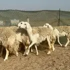 غنم رخال اسمانها جدعه وثنيه رباع عدد 14 تحتها وحده