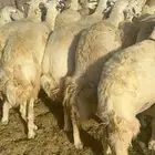 سلام عليكم نعرض لكم غنم حري دفيع مفصيل اسنانها