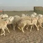 غنم حريات رخال حرش صنف