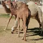 للبيع قعودين وبكره