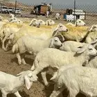 ماشاء الله وتبارك الله أعرض لكم غنم حريات خلفات طيبه