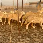 السلام عليكم ورحمة الله وبركاته