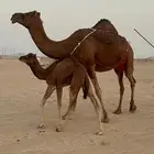 خلفة ساحلية حمرا منيحة حليب وافر تعبي ام 80 وزود تحتها بكره