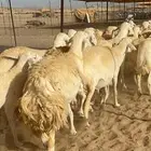 غنم دفيع