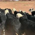ذبائح نجد خروف نجدي ناهي